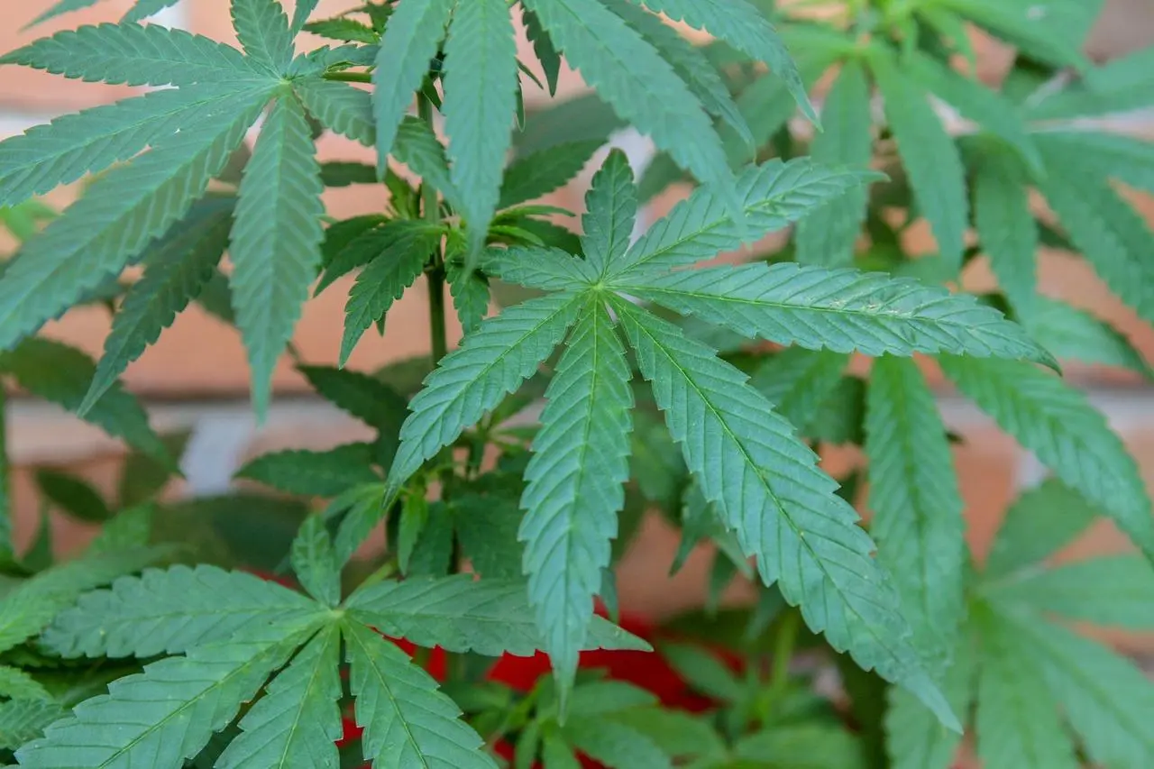 Healthy, thriving cannabis plants in a well-maintained grow environment free from spider mites